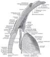 <b>Conjunctiva</b>