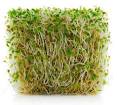 TheLongestLife.com - Superfoods -- Alfalfa