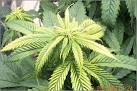 heat stress in marijuana plants