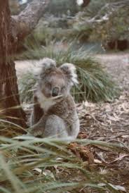 Koala on the Ground