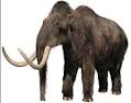 BIOSPOTS: WOOLLY MAMMOTH