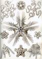 Brittle star - Wikipedia, the free encyclopedia