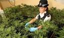 Patrick Barkham on cannabis cultivation in Britain's suburbs | UK ...