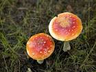 poisonous and psychoactive - via Daymix