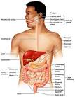 The Digestive System