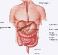 Yoga for Heartburn and Irritable Bowel Syndrome (