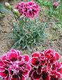 220px-Gartennelke_1.jpg