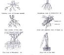 plant root