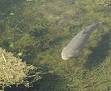 Asian carp - Wikipedia, the free encyclopedia