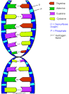 The structure of <b>DNA</b> was