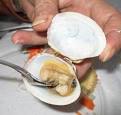 Steamer Clams, Steamed Clams, How To Steam Cleams, Cooking ...