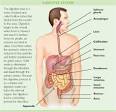 What are digestive disorders? - Overcoming Digestive Problems