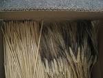 grano <b>infestate</b> da acari www.ilfattoalimentare.it