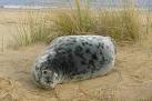 at Horsey is seal weaning. - via Daymix