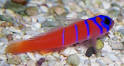 CatalinaWMGo1P660X_med.jpg