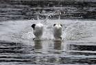 courtship ritual rushing - via Daymix