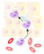 200px-NeutrophilerAktion.png