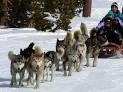 Alaska State Sport - Dog Mushing
