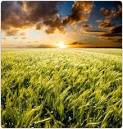 HillHouse: Harvest of Plenty