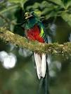 Quetzals, Quetzal Pictures, Quetzal Facts - National Geographic