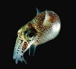 Followups IV Bobtail Squid – Caustic Soda