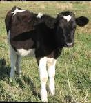 Calf Photo