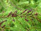 <b>Viscaceae</b>: Dwarf Mistletoe
