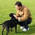 Dog Behavioral Training | DogBehaviorialTraining.