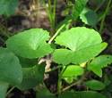 Gotu Kola as a Natural Remedy for Narcolepsy | Sleep Disorders ...
