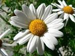Public domain image - free picture of dill daisy white