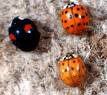 Ladybugs
