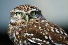 An owl called Muppet! Taken at the Falconry Centre at Kirby Wiske. - via Daymix