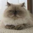 Persian Information Pictures of Persians Catster