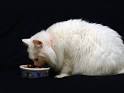 Common Symptoms of Cat Diseases | eHow.