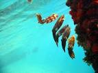 Photo Gallery - Page 1 - Sea Creatures of Utila, The Bay Islands ...