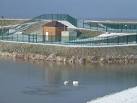 The Wash coast in winter - A pair of smart swans - via Daymix