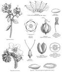 <b>Hydrophyllaceae</b> R. Br. ex