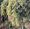 <b>Sophora</b> japonica