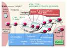 InfoCancer - ARCAGY - GINECO - Localisations - Cancers du sang ...
