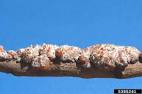 common lac insect , Kerria lacca (Hemiptera: Kerriidae) - 5385241