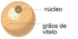 Tipos de ovos quanto &agrave; quantidade de vitelo. Tipos ... - Brasil Escola