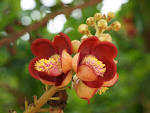 Flower wallpaper for Women's Day
