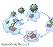 <b>Virus</b> - Monografias.