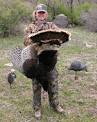 Turkey hunting - Hiking, hunting, fishing, boating, outdoors ...
