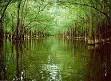 Congaree National Park - Wikipedia, the free encyclopedia