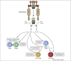 ScienceDirect.com - Trends in Molecular Medicine - Inflammasomes ...