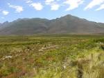File:Fynbos-landscape-1.jpg - Wikimedia Commons