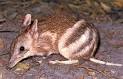 Eastern Barred Bandicoot