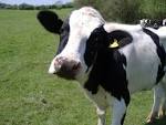 Cea de-a treia ediţie a Expoziţiei de bovine cu vânzare prin ...