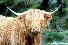 Ecosse - photo vache des Highlands